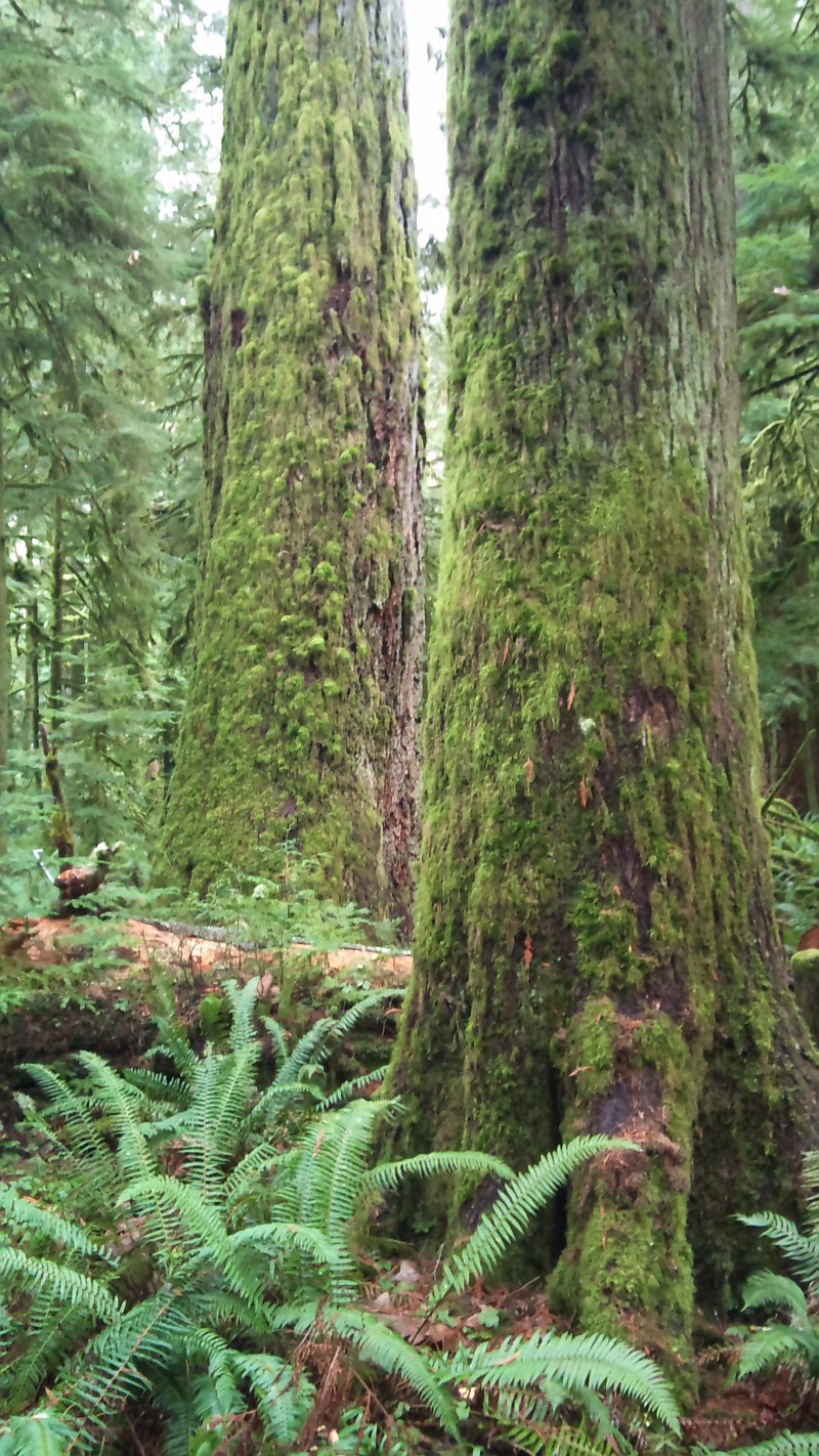 Cathedral Grove Pictures