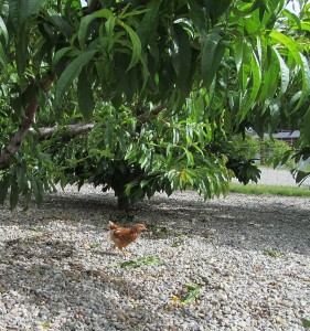 Chickens at OCP