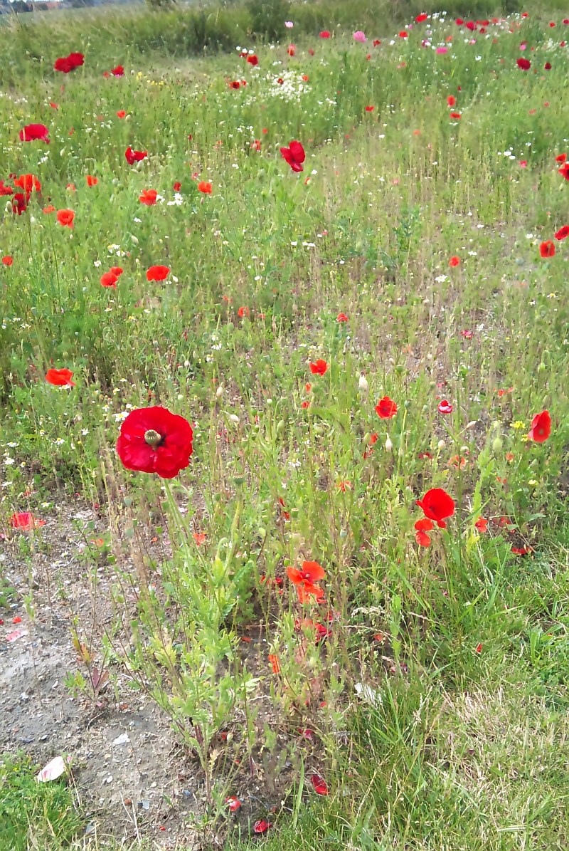 A field of poppies in Belgium