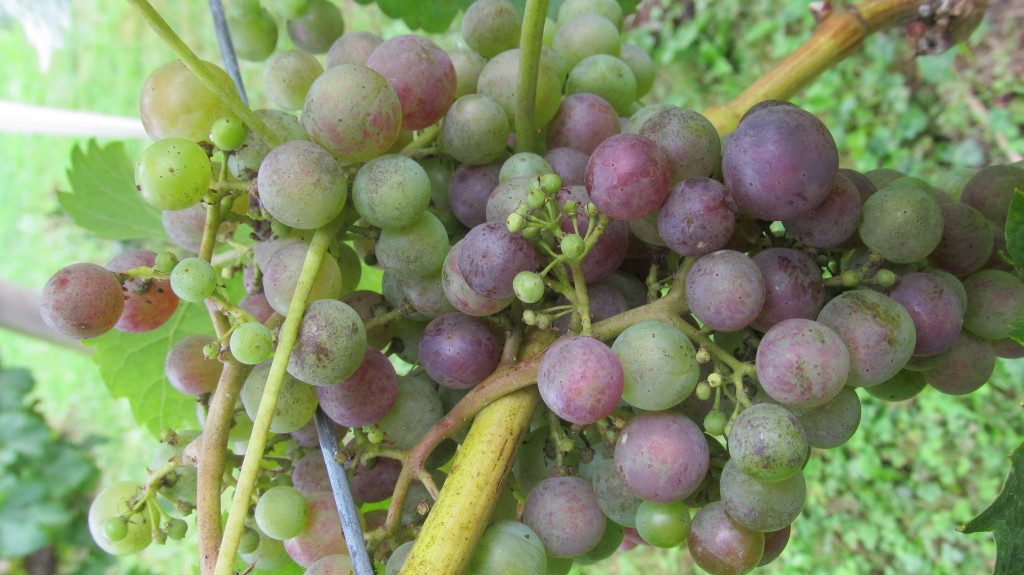 Veraison at Township 7