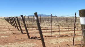Sonoita Vineyards vineyards