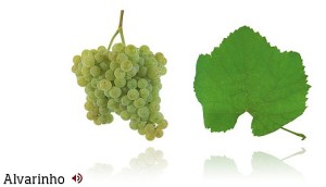 Alvarinho grape