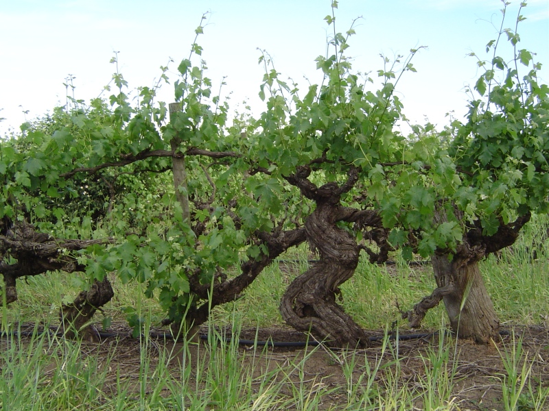 Old Girl Shiraz vines