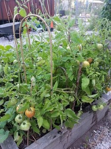 Tomatoes in my community garden