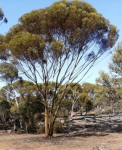 A Mallee tree