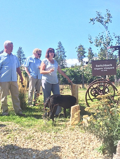 OCP organic vineyard