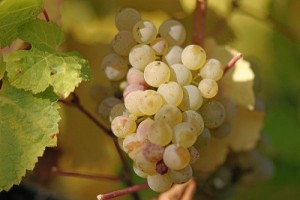 Riesling grapes