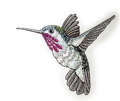 Calliope hummingbird