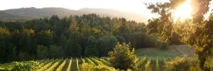 Blue Grouse vineyards