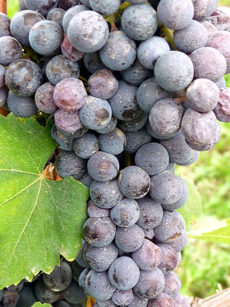 Close up of Nebbiolo cluster in Italy