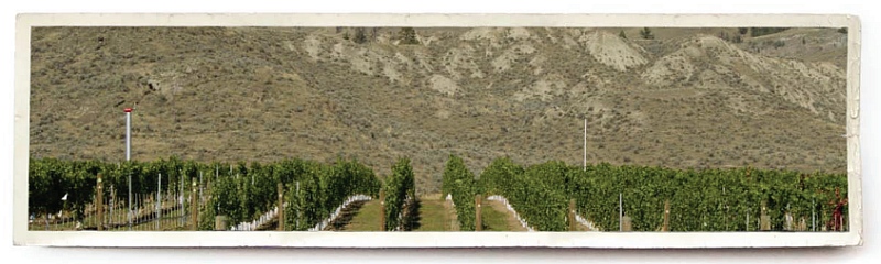 Harper's Trail Vineyard