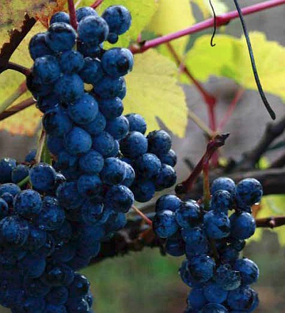 Ripe grapes from Blue Grouse Estate Winery