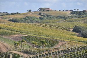 Bodega Garzón vineyards and the winery