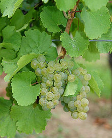 Oraniensteiner grape (Photo courtesy Dr. Joachim Schmid, FG RZ, FA Geisenheim)