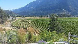 Fort Berens vineyard