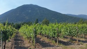 Grapevines at Recline Ridge Winery