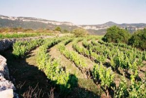 The lands and vineyards of Cellers Baronia del Montsant