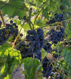 Ripe Pinot Noir grapes at Privato Vineyard and Winery in Kamloops