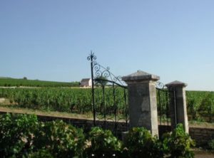 Drouhin vineyard Clos des Mouches