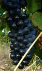 Ripe grapes at Domaine Duseigneur (Photo courtesy Domaine Duseigneur)