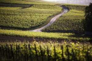 Taittinger vineyards