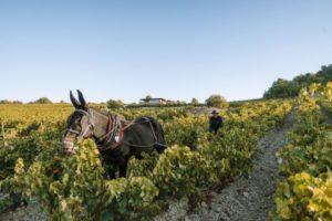 Clos d'ora mule biodynamic (crédit photo Geoffrey Lucas)