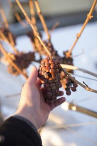 BC grapes for icewine(Photo Credit: Wines of British Columbia, WineBC.com)