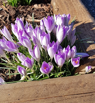 6 BC VQA Wines for Easter 2020 Crocuses in bloom at Easter