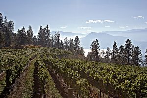 Coolshanagh vineyard (Image courtesy Coolshanagh Wines)
