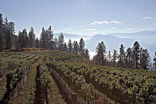 Coolshanagh vineyard (Image courtesy Coolshanagh Wines)