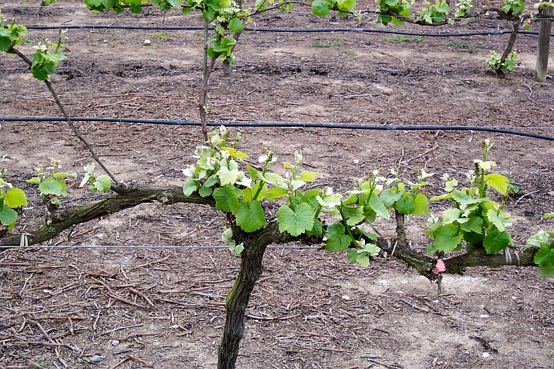 The delayed vine growth with the cooler Casablanca Valley climate compared to the warmer Aconcagua Valley