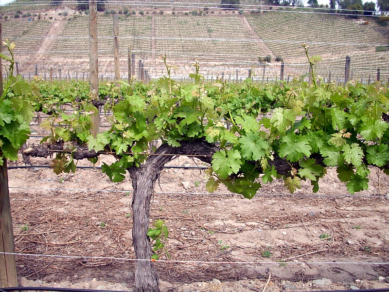 The vines in the Spring at Vina Errazuriz