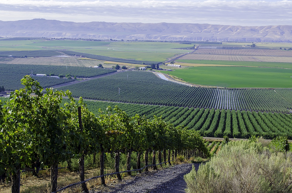 Royal Slope AVA (courtesy Stillwater Creek Vineyard)