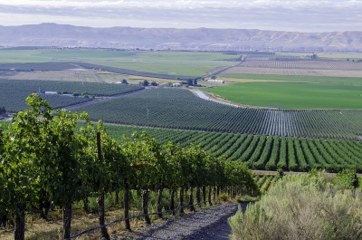 Royal Slope AVA (courtesy Stillwater Creek Vineyard)