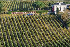 Couly Dutheil Vendanges 2020