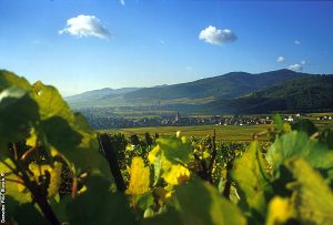 Domaine Paul Blanck Vignoble