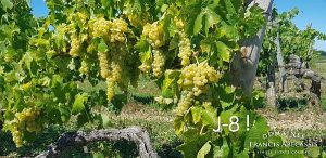 Domaines Francis Abécassis