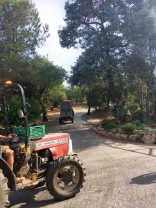 Figuiere Tracteurs Dans Les Allees De Pins - Provence