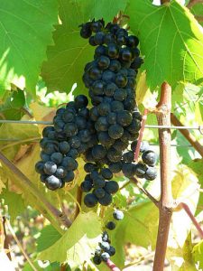 Marechal Foch grape cluster (GFDL, https://en.wikipedia.org/w/index.php?curid=13411757)