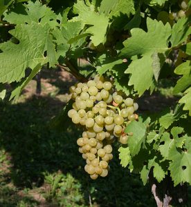 Ortega grape (By Dr. Joachim Schmid, FG RZ, FA Geisenheim - Fachgebiet Rebenzüchtung und Rebenveredlung, Forschungsanstalt Geisenheim, GeisenheimRheingau. Upload von Martin Bahmann, CC BY-SA 3.0, httpscommons.wikimedia)