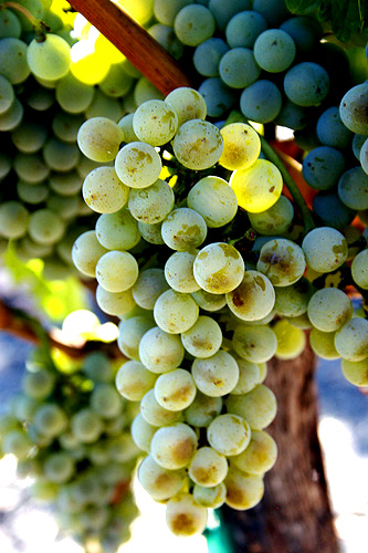 Semillon wine grapes (By Alison Parks-Whitfield - originally posted to Flickr as SemillonBlancBunch5, CC BY 2.0, https://commons.wikimedia.org/w/index.php?curid=9956045)