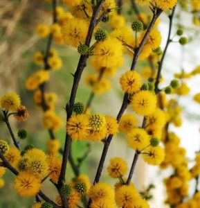 Chocalan thorn bush with yellow blooms