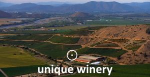 Viña Chocalán Maipo Valley vineyard