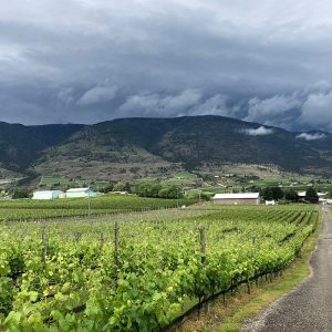 Nostalgia Home Vineyard (credit Nostalgia Wines Inc)