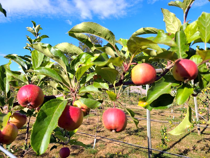Apples ripening for Brickers cider
