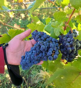 Bunches of Tannat grapes waiting for harvest at Moon Curser Vineyards