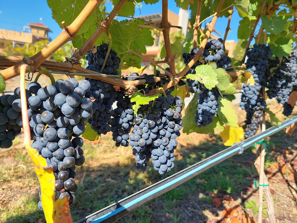 Syrah grapes at Burrowing Owl Estate Winery