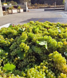 Viognier grapes in the bin waiting for sorting and crushing