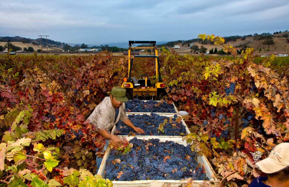 California grape harvest