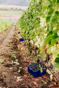 Fall Harvest 2021 at Gold Hill